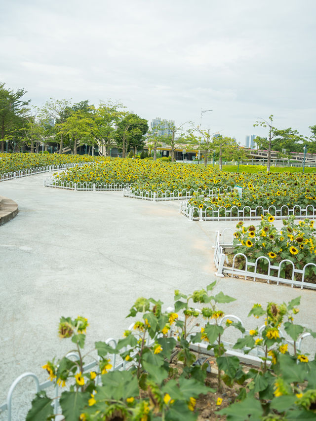 宏城公園向日葵美則美矣，奈何錯過最好的時光  這次的向日葵是矮的 數量更密集 去逛美術館順路去宏城