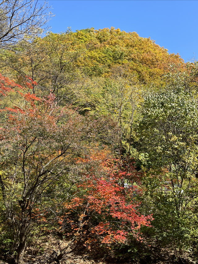 關門山國家森林公園看紅葉