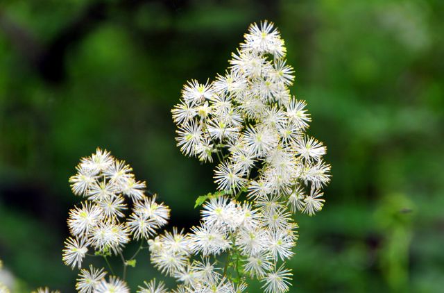 山中的野花