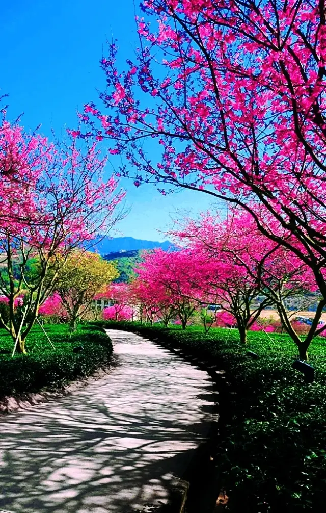 “가자, 영복에서 벚꽃을 보러!” 숨막히게 아름다운 꽃 구경 공략이 왔어요!