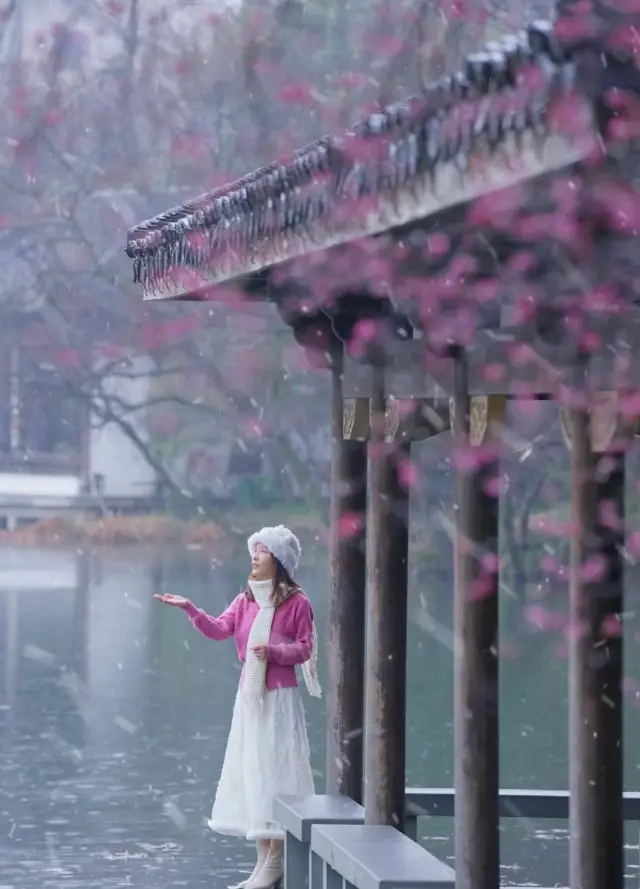 Treading snow in search of plum blossoms|