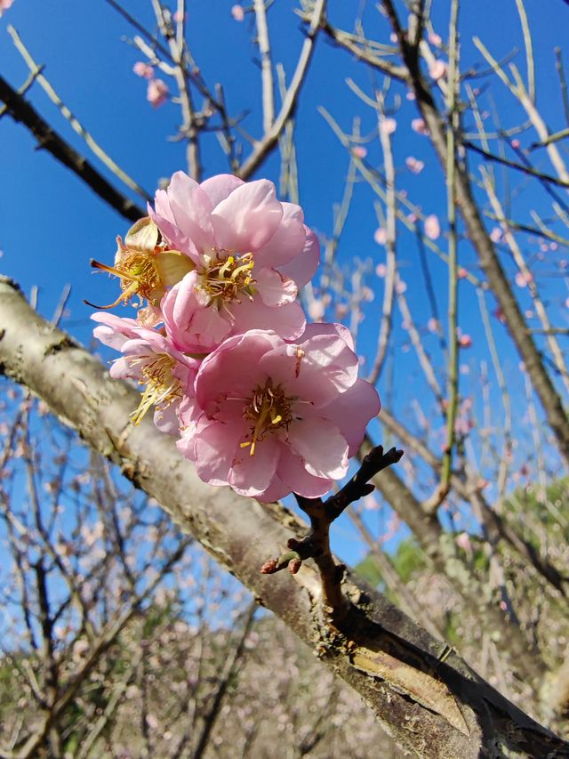 自駕遊廣東，深圳梅園賞梅