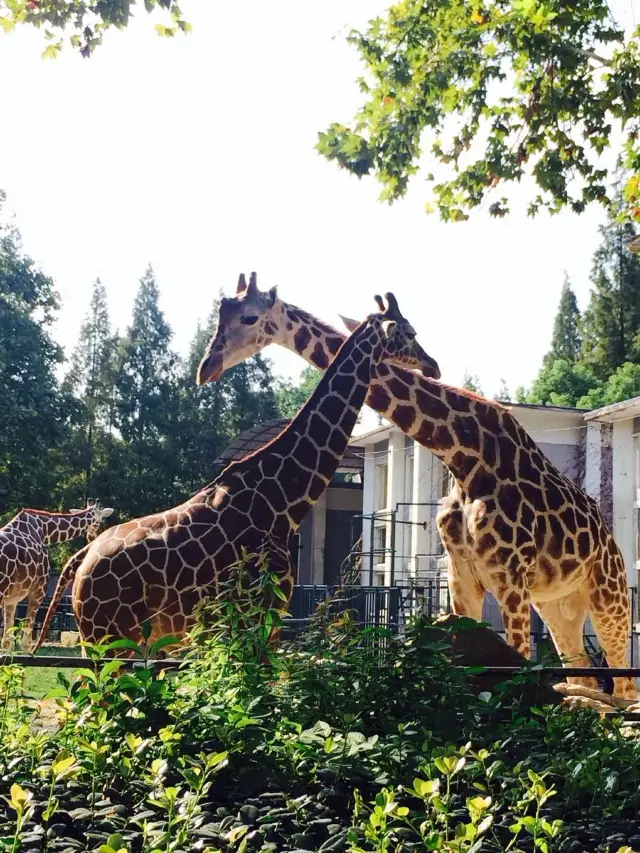 上海動物園の遊覧ルート