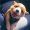 Bell_Aria_44