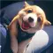 Bell_Aria_44