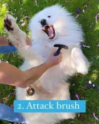 Floof Compilation: Our Epic Brushing Technique Revealed!