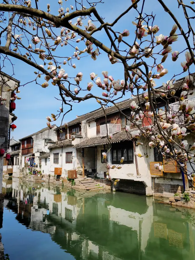 周荘の古い町を探索し、ユリの花を見つける：春風が吹く十里の詩的な旅