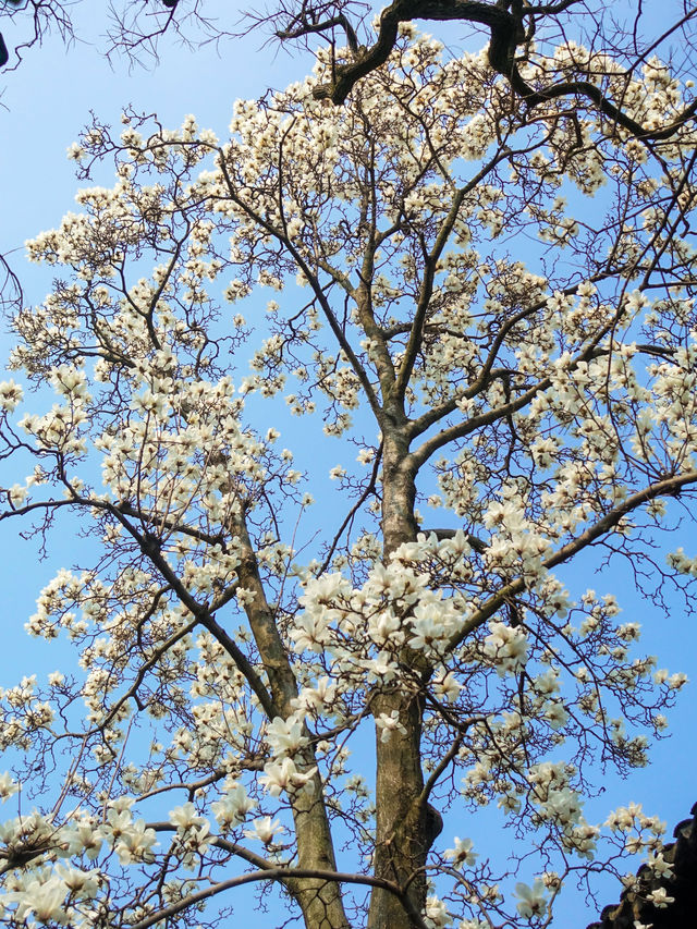 蘇州耦園 | 玉蘭花已開，滿目皆春意附攻略