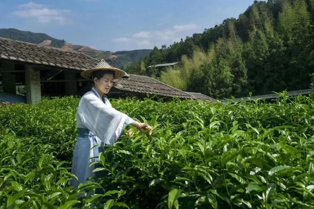 非遺茶文化親子研學｜瓷天下海絲谷