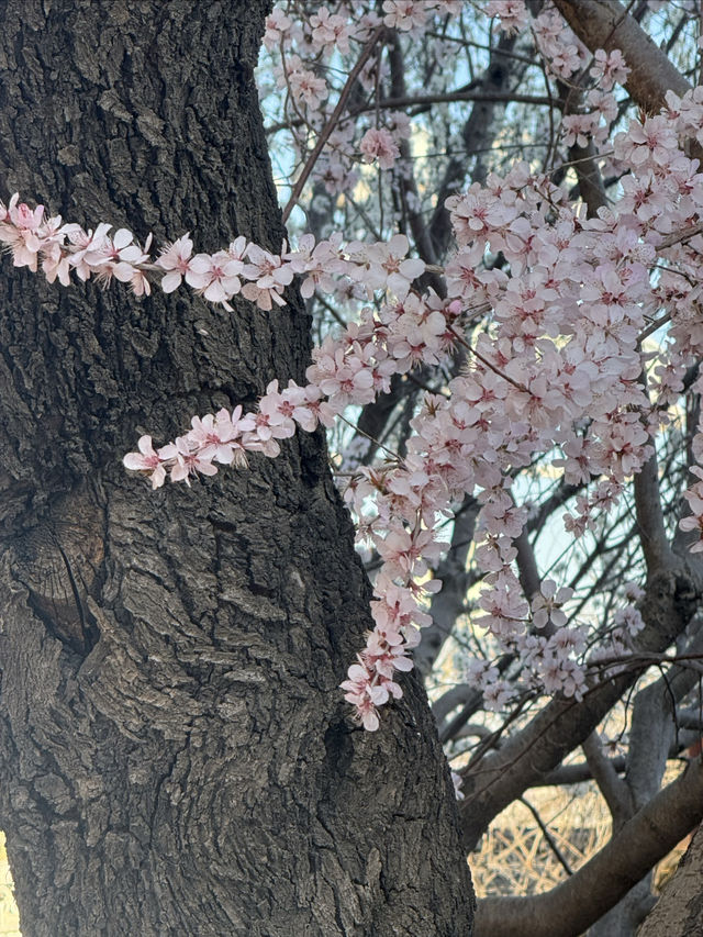 20分鐘公園理論｜北海公園去不夠！！！