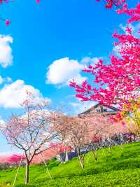 在福建！賞櫻不必遠赴日本，永福櫻花園等你來探
