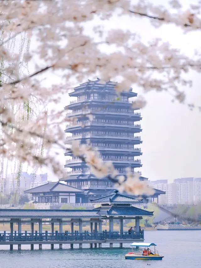 私は淄博で桜と「海」が一緒に写る美しい景色を見つけました