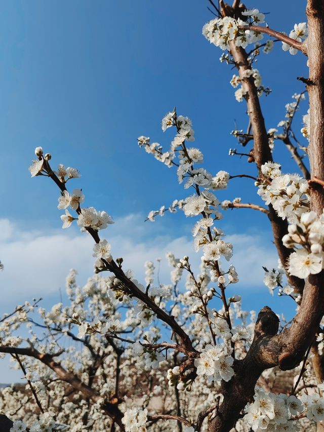 成都周邊這個地方簡直是春日天堂