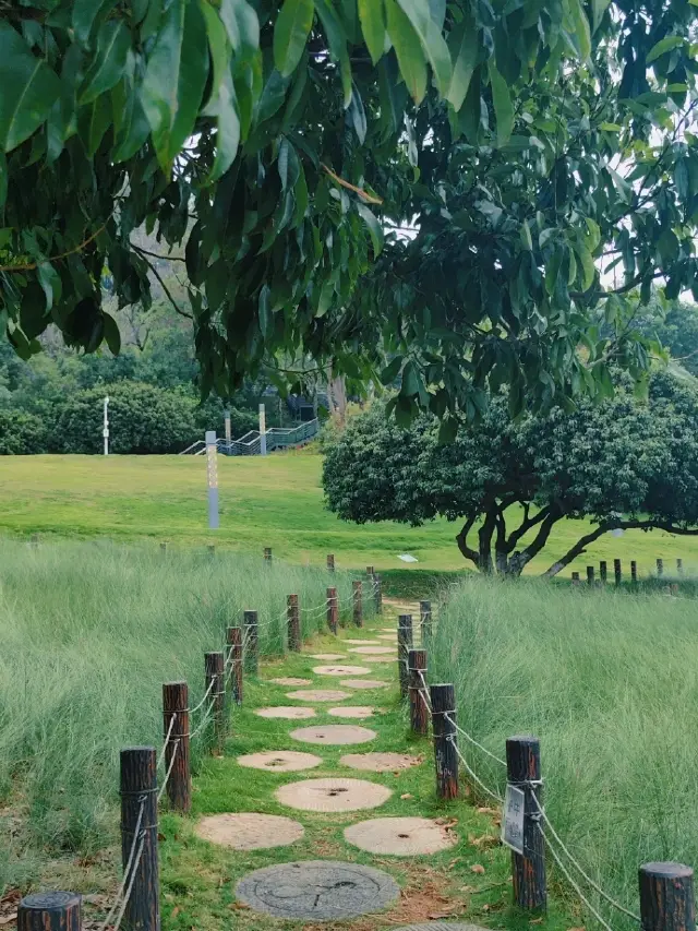 Rediscovering Summer: The Most Healing Grass Sea Journey in Shenzhen