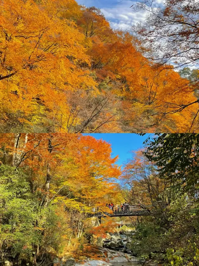 光雾山、秋の多彩な風情を体験しましょう