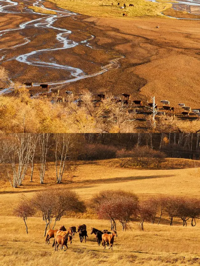 Ulan Buh| The autumn here is like a paradise of oil paintings, so beautiful that it moves one to tears!!