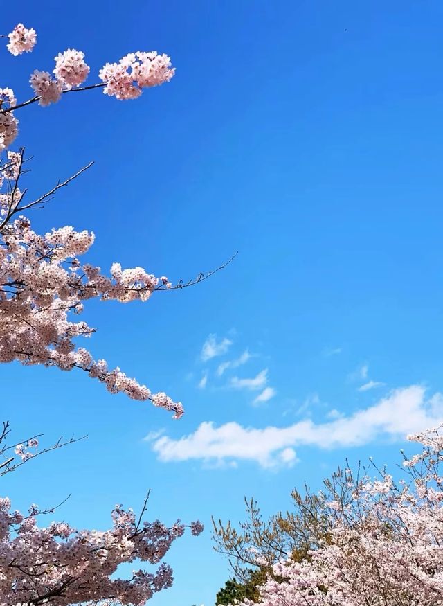 青島中山公園每年一度賞花季旅遊攻略