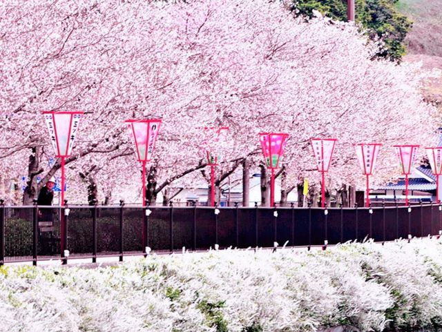 Hiroshima's Tranquility