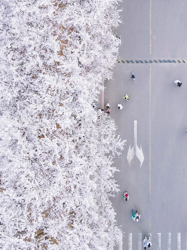 Ocean University of China (Laoshan Campus) 🌸