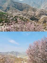 北京看十里桃花