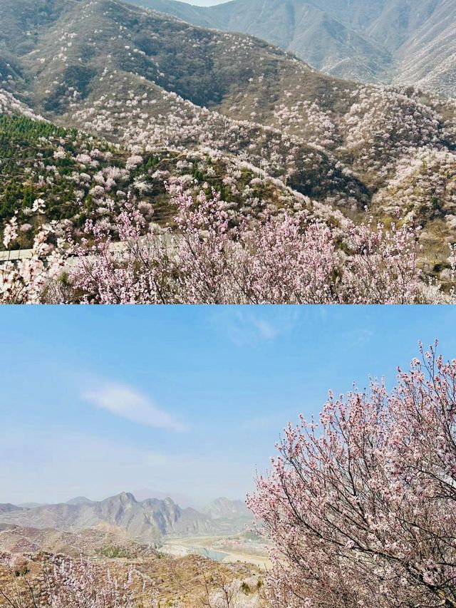 北京看十里桃花
