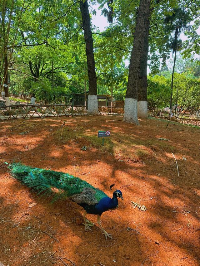 翠湖公園|讓生活慢下來！！！