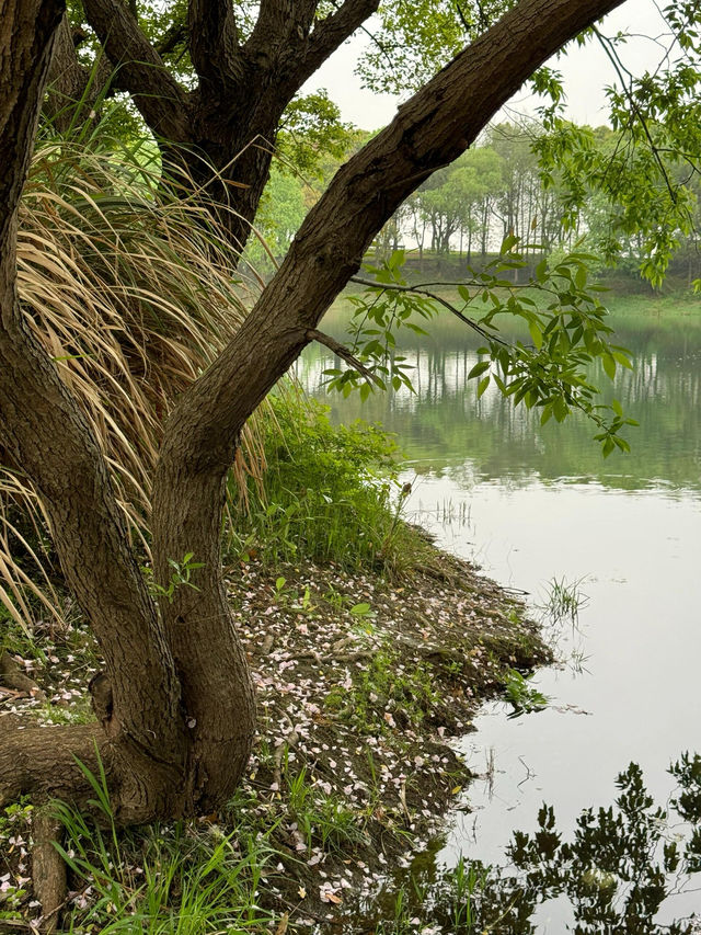 走進無錫貢湖灣濕地公園，感受原始森林之美