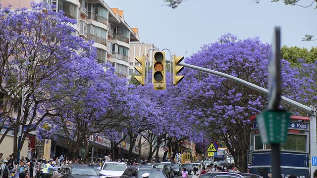 春天的使者·藍花楹