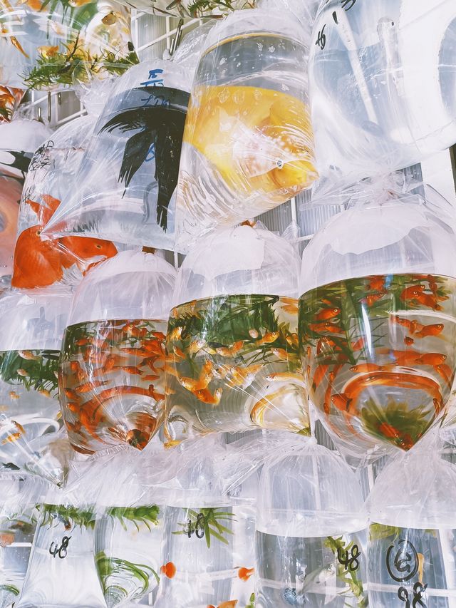 旺角金魚街 | 沉浸在王家衛的重慶森林 旺角金魚街 | 沉浸在王家衛的重慶森林