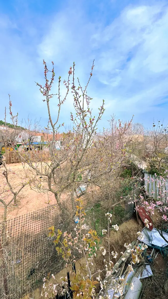 A great destination for a weekend outing and enjoying the spring, take a walk in Maojia Mountain Village