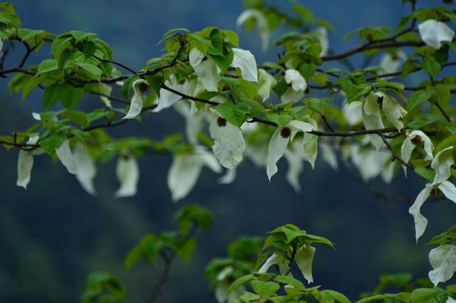 五一避開人潮擁擠！輕徒步至綠野仙蹤秘境