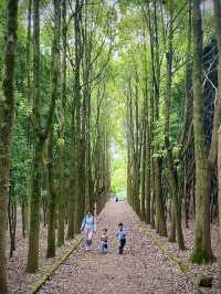 成都1h，穿越森林之門感受春和景明