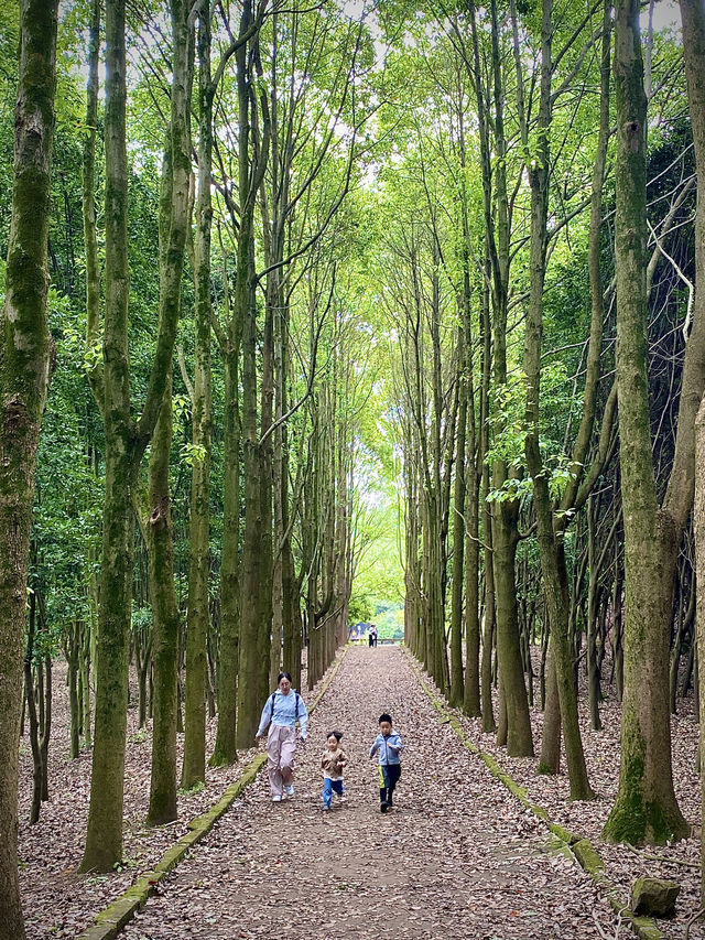 成都1h，穿越森林之門感受春和景明