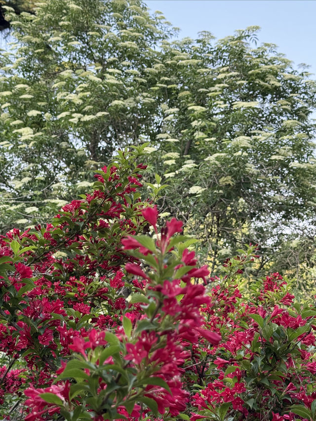 泉城公園識植物