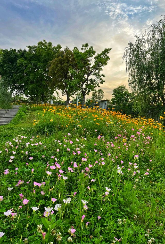 成都版宮崎駿動漫裡的的夏天—中和濕地公園 成都版宮崎駿動漫裡的的夏天—中和濕地公園