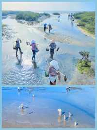 北海紅樹林必去趕海攻略：潮起潮落間的親子樂趣