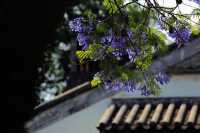 五月的成都，被藍花楹驚豔