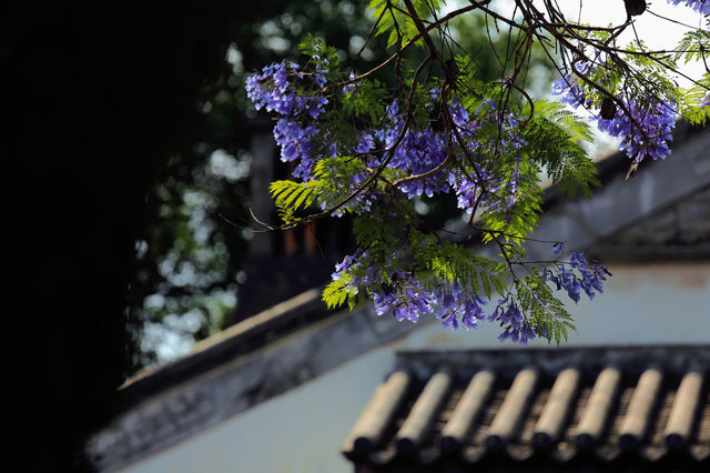 五月的成都，被藍花楹驚豔