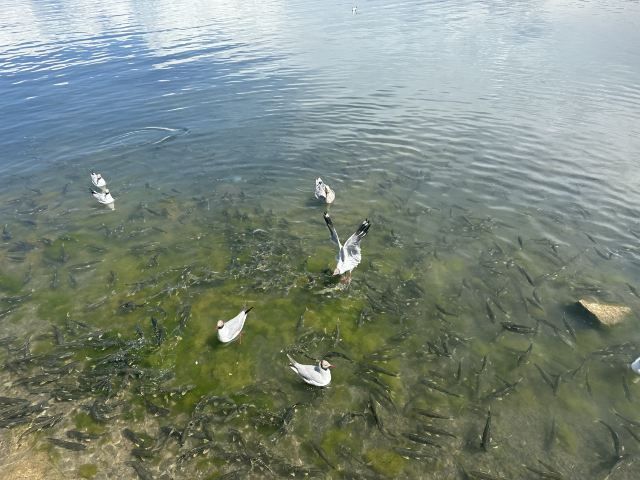 青海湖-高原上的一顆明珠。