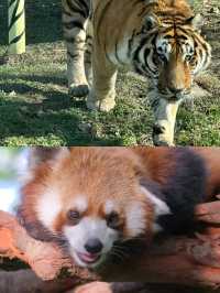 秦嶺野生動物園開園了，不一樣的體驗
