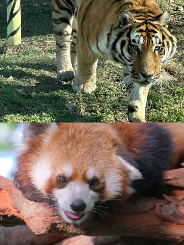 秦嶺野生動物園開園了，不一樣的體驗