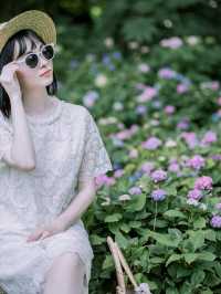花開無盡夏分享無錫6個繡球花拍攝地！