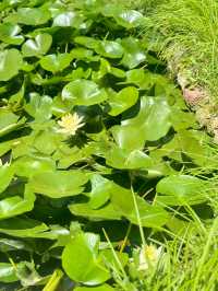 不負天鵝湖海草房度假民宿拔草成功
