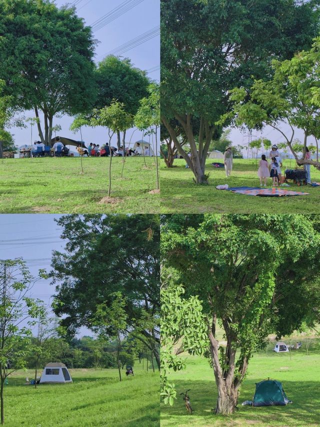 深圳的！5500㎡向日葵花海，美如油畫