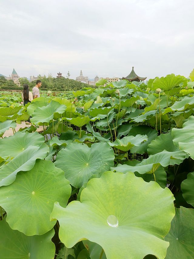 橫店百畝荷塘，“梅超風”練就“夏雨荷”