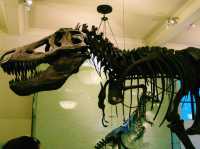 American Museum of Natural History: Pop, Art, Stunning Shots