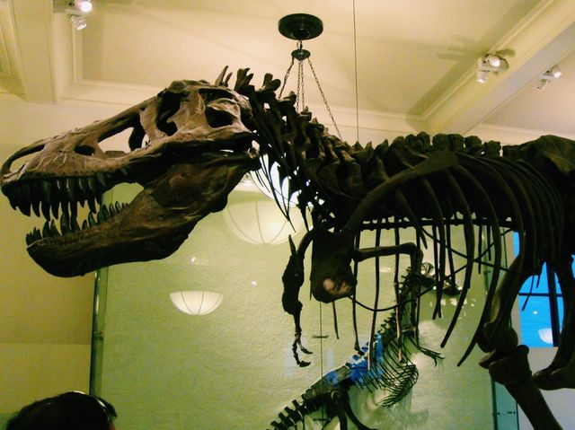 American Museum of Natural History: Pop, Art, Stunning Shots