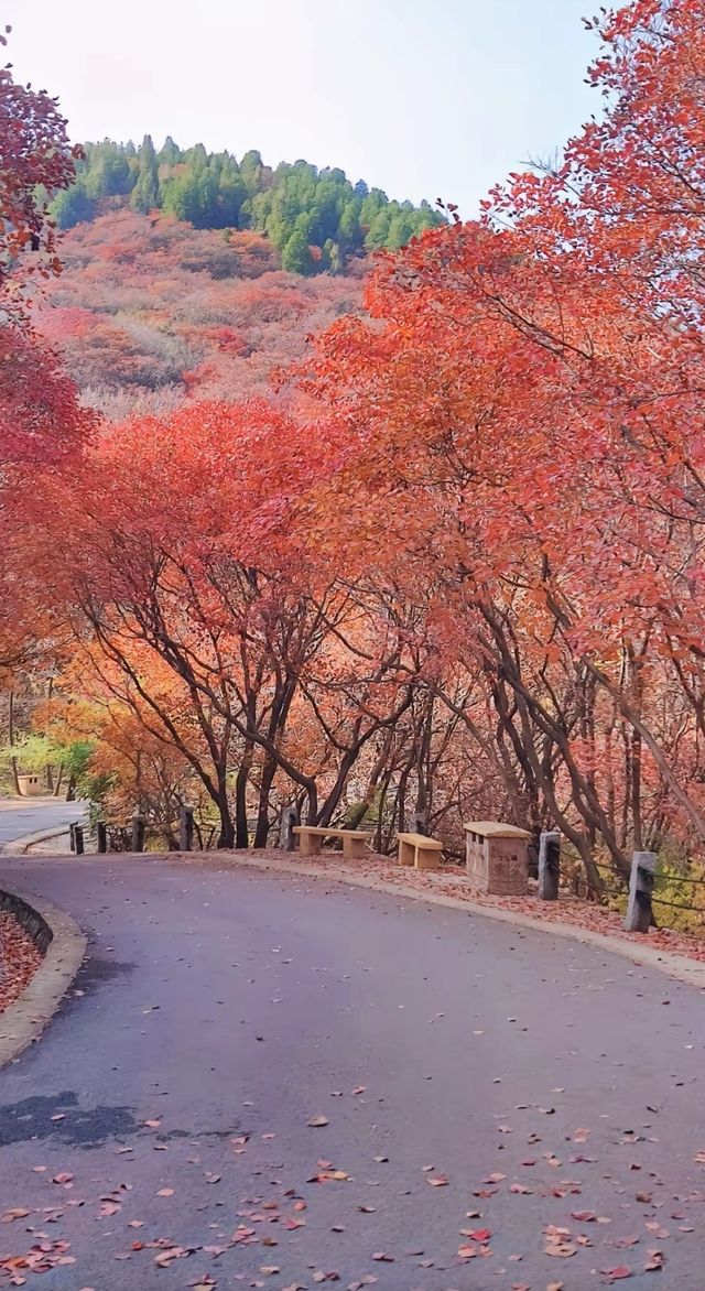 《紅葉谷，斑斕的秋之夢》