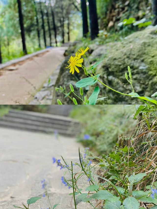 泰安小眾景點推薦，玉泉寺探訪指南