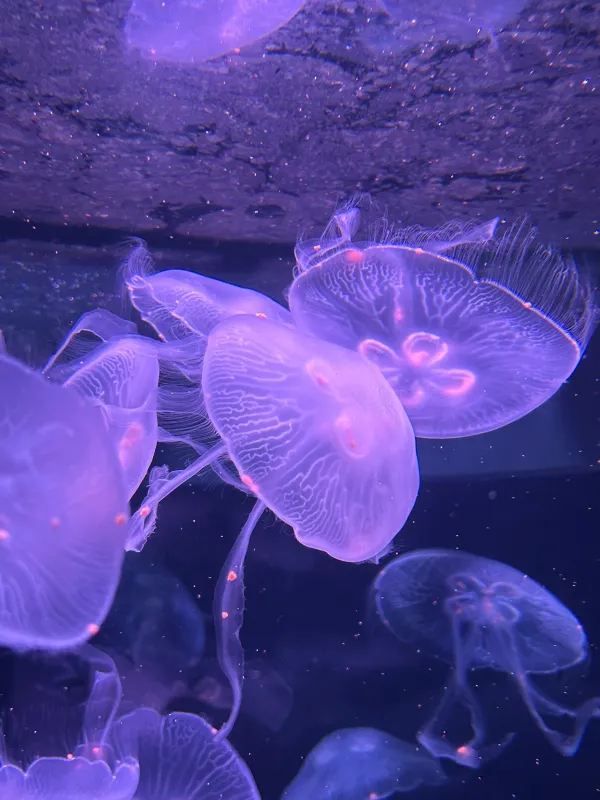 深圳南山區海洋奇夢館 🌊🐋